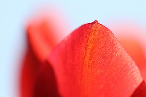 Blumen richtig fotografieren - Tipps